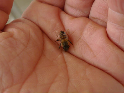 手乗りミツバチ